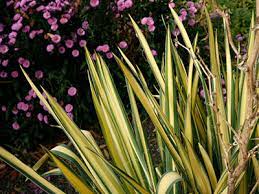 Yucca University Of Florida Institute Of Food And Agricultural Sciences