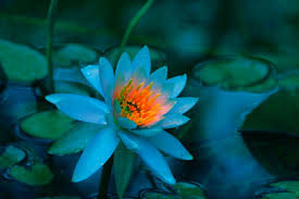 Undefined Lotus Flower Wallpaper Blue Lotus Flower Lotus Flower Pictures