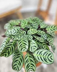 Image result for calathea