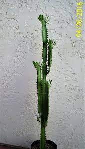 For the most part there are three environmental variables to consider to conclusion growing cacti can be a lot of fun and doesn't require tremendous effort. African Milk Tree Euphorbia Trigona Cactus 28 To 34 Tall 5 To 6 Root Base African Milk Tree Euphorbia Cactus