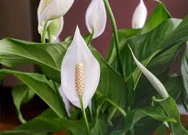 Toxic to dogs, toxic to cats. Peace Lilies How To Care For Peace Lily Plants Spathiphyllum The Old Farmer S Almanac