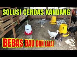 Cara Menghilangkan Bau Kotoran Dan Lalat Di Kandang Ayam Youtube Kandang Ayam Ayam Kandang