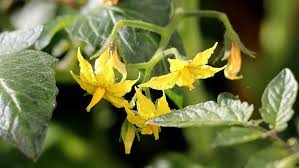 I've been monitoring my plants very. The Best Organic Bloom Booster Hydroponics Wholesale