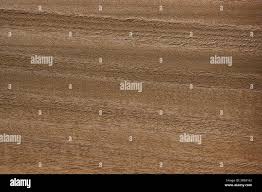 Image result for Pericopsis elata