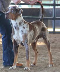 red leopard catahoula his name is raptor leopard dog