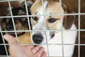The cost of adopting a dog from one of these organizations varies greatly, from zero up to about $250. How To Adopt A Dog In Dubai Expatwoman Com