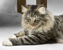 The maine coon cat tends to vocalize by making unique chirpingsort of sound. How To Tell The Difference Between The Norwegian Forest Cat And The Maine Coon