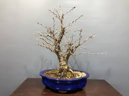 湖上 の 舞 盆栽