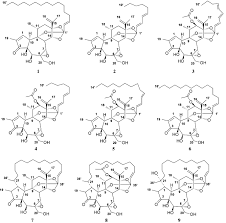 Image result for Synaptolepis