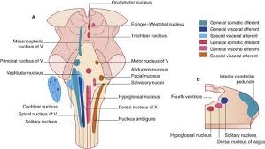 Brainstem Cranial Nerve Nuclei Brainstem Clinical Gate Spinothalamic Tract Cranial Nerves Thoracic