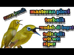 06:18 channel ini di buat sebagai bentuk kepedulian terhadap pemula yang mau belajar tentang rawatan pleci,, buat para suhu tolong di koreksi siapa tau ada yang salah,,, semoga channel ini bermanfaat. Semua Jenis Pleci Pasti Nyaut Pancingan Pleci Gacor Terapi Bandangan Litetube