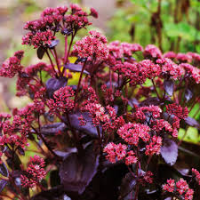Image result for Sedum