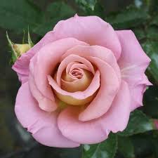 Jun 28, 2021 · michel drucker. Pin On Beautiful Flowers