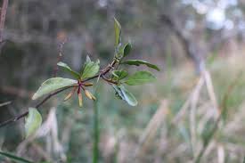 Image result for Peddiea