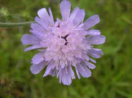 Image result for Caprifoliaceae