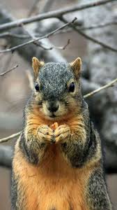 A collection of the top 78 squirrel wallpapers and backgrounds available for download for free. Squirrel Wallpaper Background For Phones Apple Iphone 6 6s 7 Squirrel Pictures Squirrel Animals