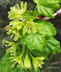 Image result for Aceraceae