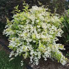 Image result for Deutzia