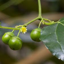 Image result for Colubrina asiatica