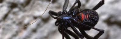 8 legs, 1 small body and fangs with deadly venom, make the perfect recipe for quick death. Black Widow Spider Spider Facts And Information