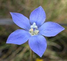 1,2 or 3 at the end of stems. Key To Tasmanian Dicots