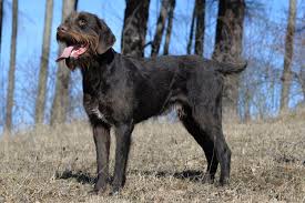 Image result for český fousek stavba těla