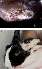 Image result for scabies rabbits ears