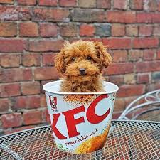Look What I Found In My Kfc Bucket Puppy Photos Puppy Dog Pictures Puppies