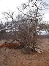 Image result for Sterculia rogersii