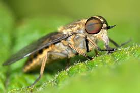 Image result for Fly Bite
