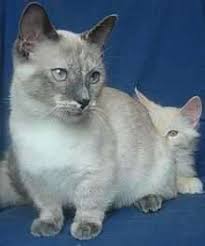 Very cute munchkin kitten for sale currently 8 weeks old at time of listing so he is ready for rehoming age wise. Munchkin Kittens For Sale By Reputable Breeders Pets4you Com