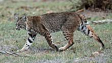 However, due to agriculture expansion and hunting for their fur. Bobcat Wikipedia