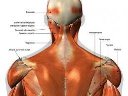 In this section, learn more about the muscles of the. The Ultimate Guide To Back Spasms