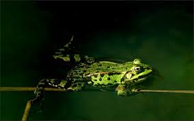 Wasserfrosch Jahreszeiten Galerie Community Frosch Tiere Jahreszeiten