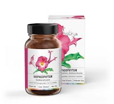 Image result for Harpagophytum