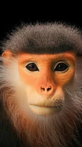 National Geographic Society