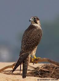 Birds Of Prey Pictures Canace Could Speak To A Falcon With The Powers Of The Magical Ring Pet Birds Peregrine Falcon Raptors Bird