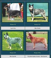 Coat Color Chart Dog Coats Australian Cattle Dog Dogs