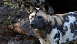 The dogs were born in march to mum muhumhi and dad gibby, with the check revealing five new males and one female in the litter. Chicago Zoological Society African Painted Dog Pups Born At Brookfield Zoo