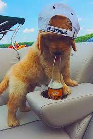 Game Michigan Wolverines Classic Game 3 Bar Cap Cute Animals Pets Puppies