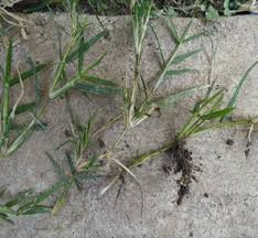 Maybe you would like to learn more about one of these? Knowledge Bank Kapinga Management With Herbicides In Maize