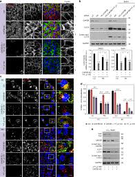 Stream tracks and playlists from leslie yap on your desktop. Contact Inhibition Controls Cell Survival And Proliferation Via Yap Taz Autophagy Axis Nature Communications