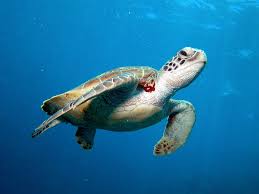 Sea Turtle Wikipedia The Free Encyclopedia Turtle Green Sea Turtle Green Turtle