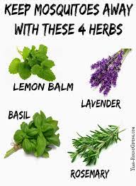 Plus, they contain a scent that keeps many insects away, including mosquitoes. Mosquito Repelling Plants Plants Herbs