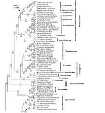 Image result for Dewevrella cochliostema