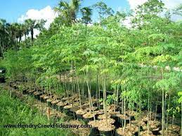 Moringa Miracle Tree Of Life Miracle Tree Moringa Oleifera Tree Moringa Tree