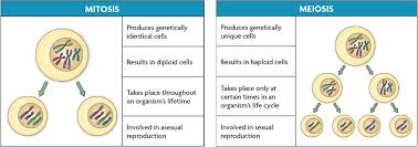 Image Result For Meiosis And Mitosis Mitosis Meiosis Mitosis Meiosis