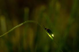 Майкл гроссман, джосс уидон, верн гиллам и др. Firefly Definition And Meaning Collins English Dictionary