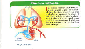 Artera axilara se întinde de la marginea inferioara a claviculei pâna la marginea inferioara a muschiului marele pectoral, de. Corpul Uman Corpul Uman Explorare