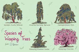The weeping willow is one of the premier options when it comes to foundational pieces in a landscape. 19 Best Types Of Weeping Trees